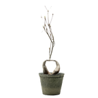 euphorbia hedyotoides  • ⓜ