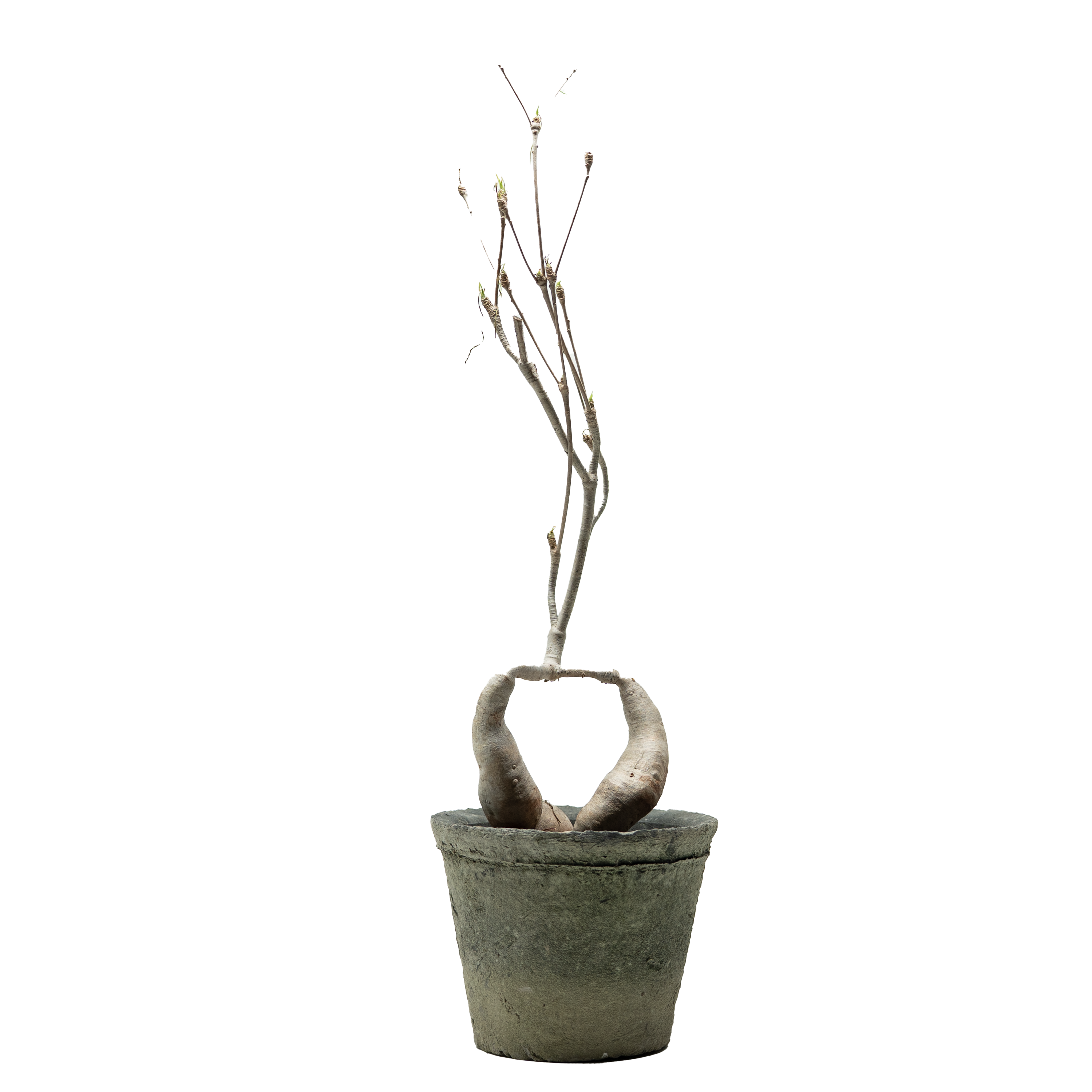 euphorbia hedyotoides  • ⓜ