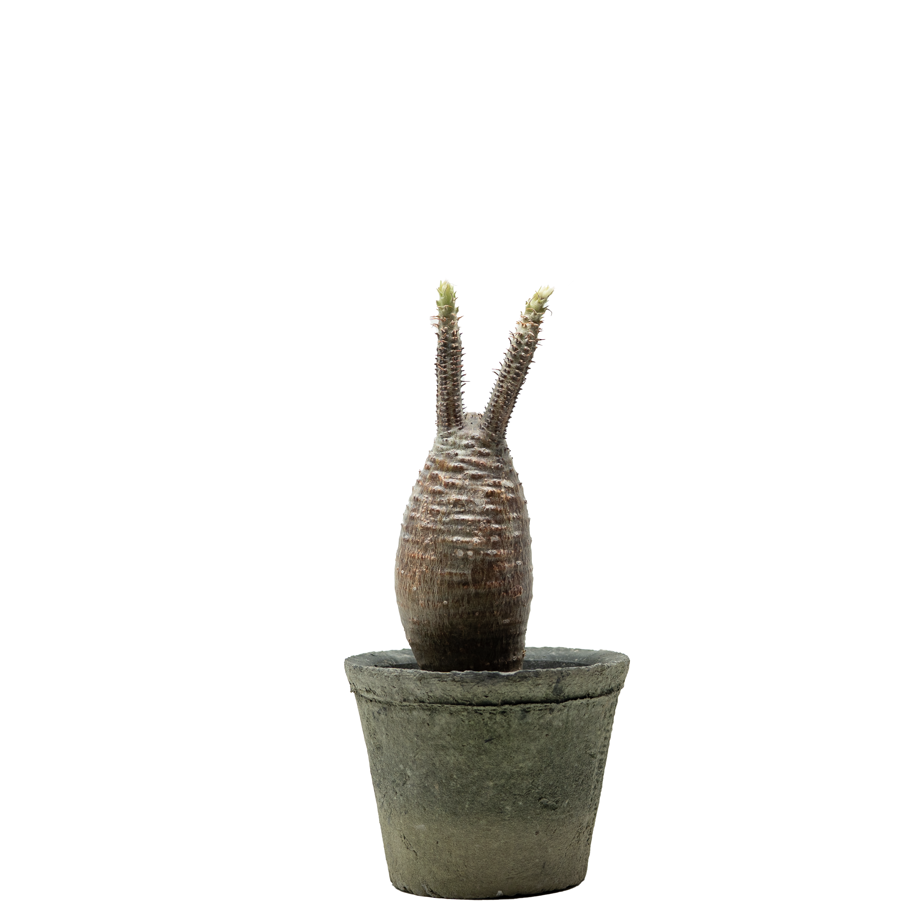 pachypodium gracilius • ②