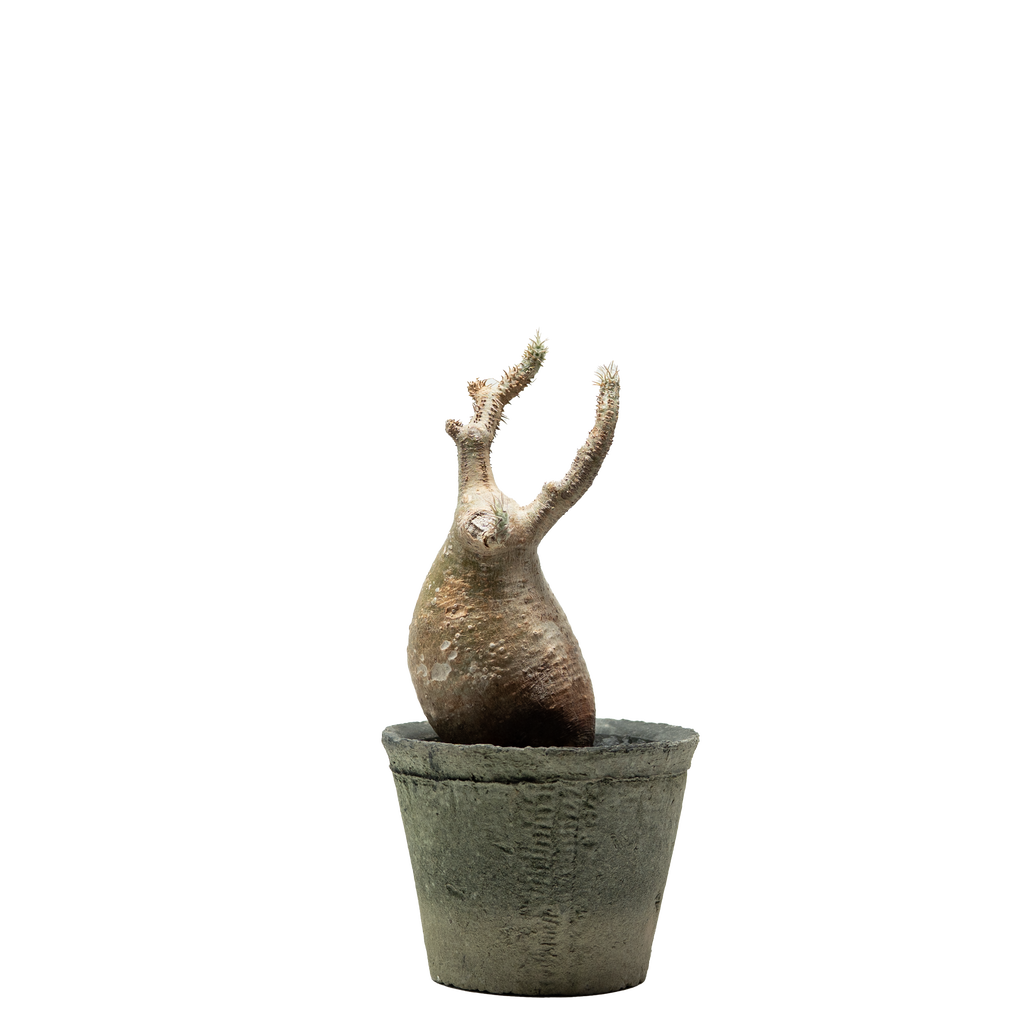 pachypodium gracilius • ③
