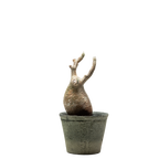 pachypodium gracilius • ③