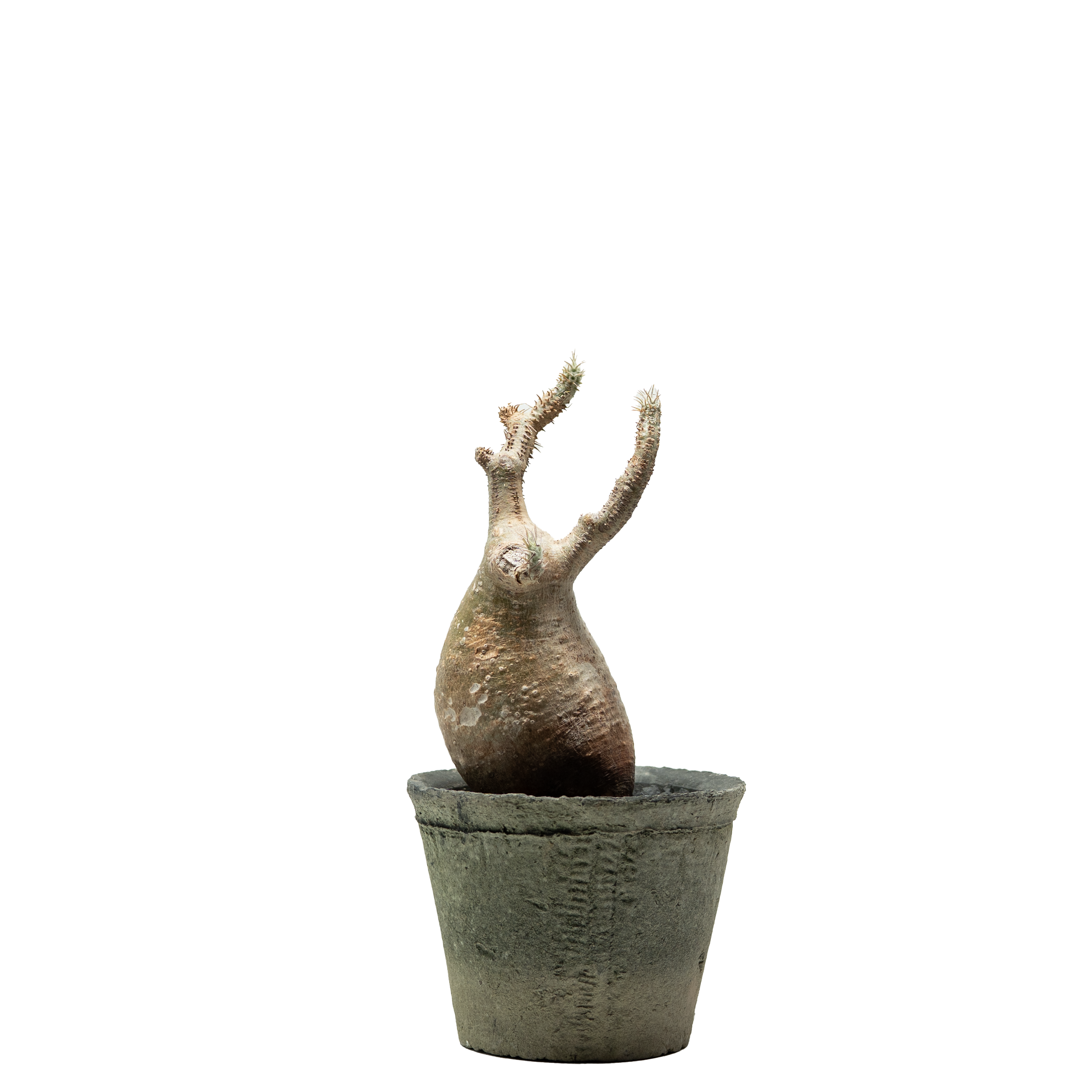 pachypodium gracilius • ③