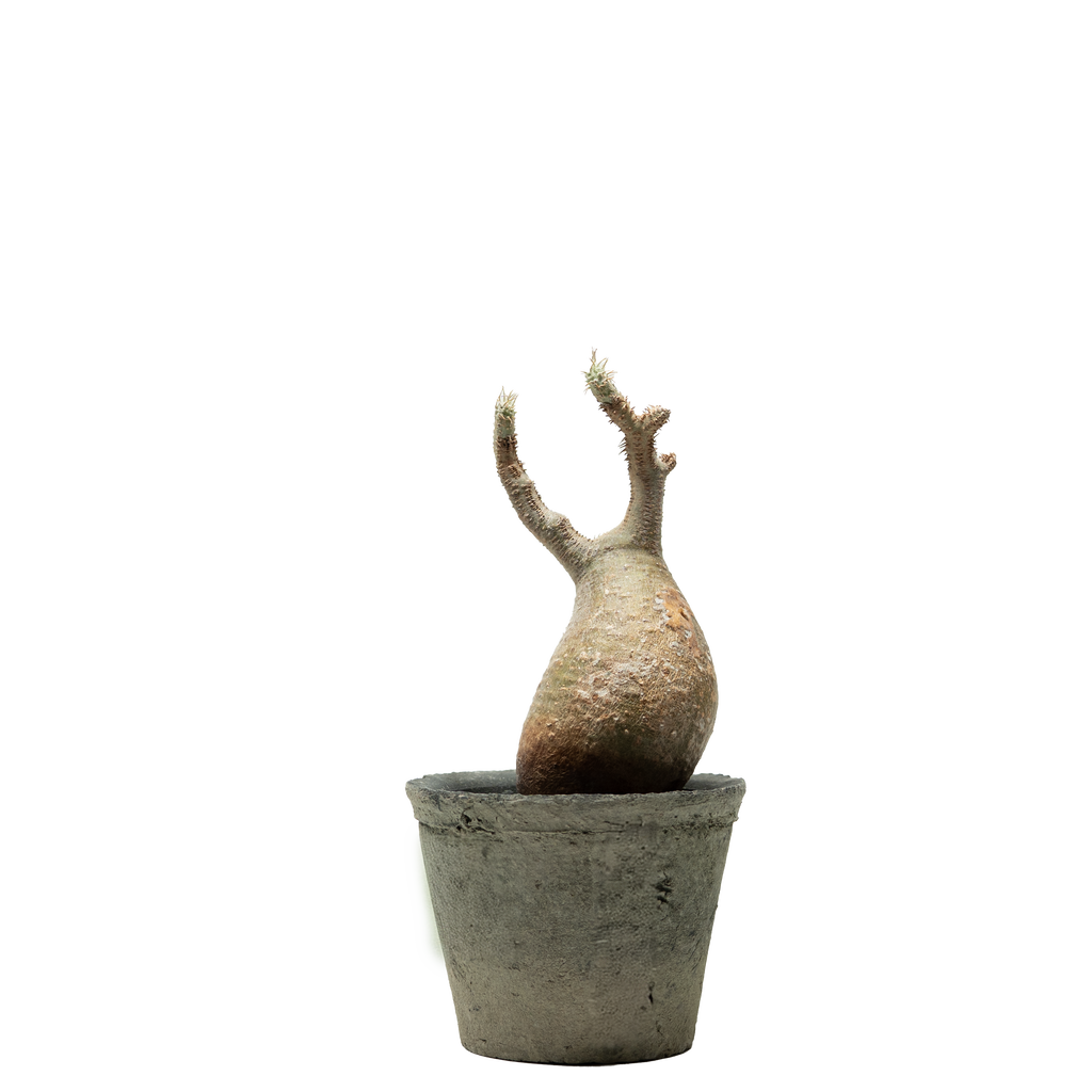 pachypodium gracilius • ③