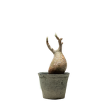 pachypodium gracilius • ③