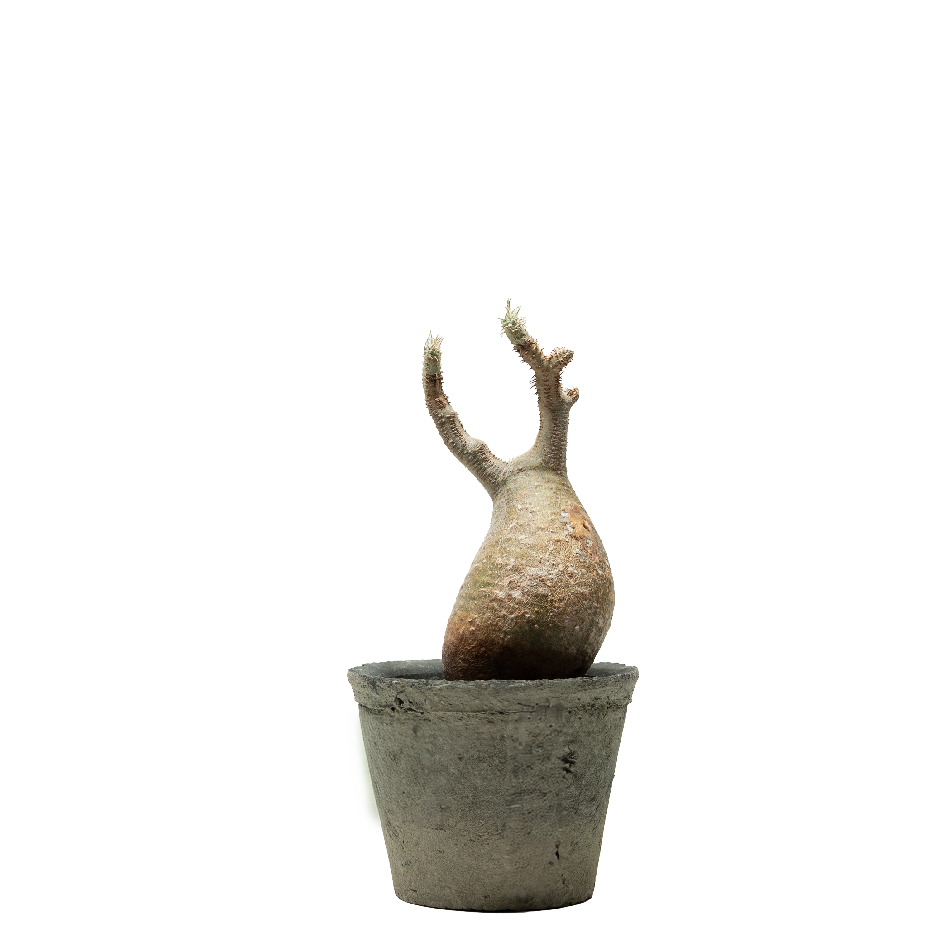 pachypodium gracilius • ③