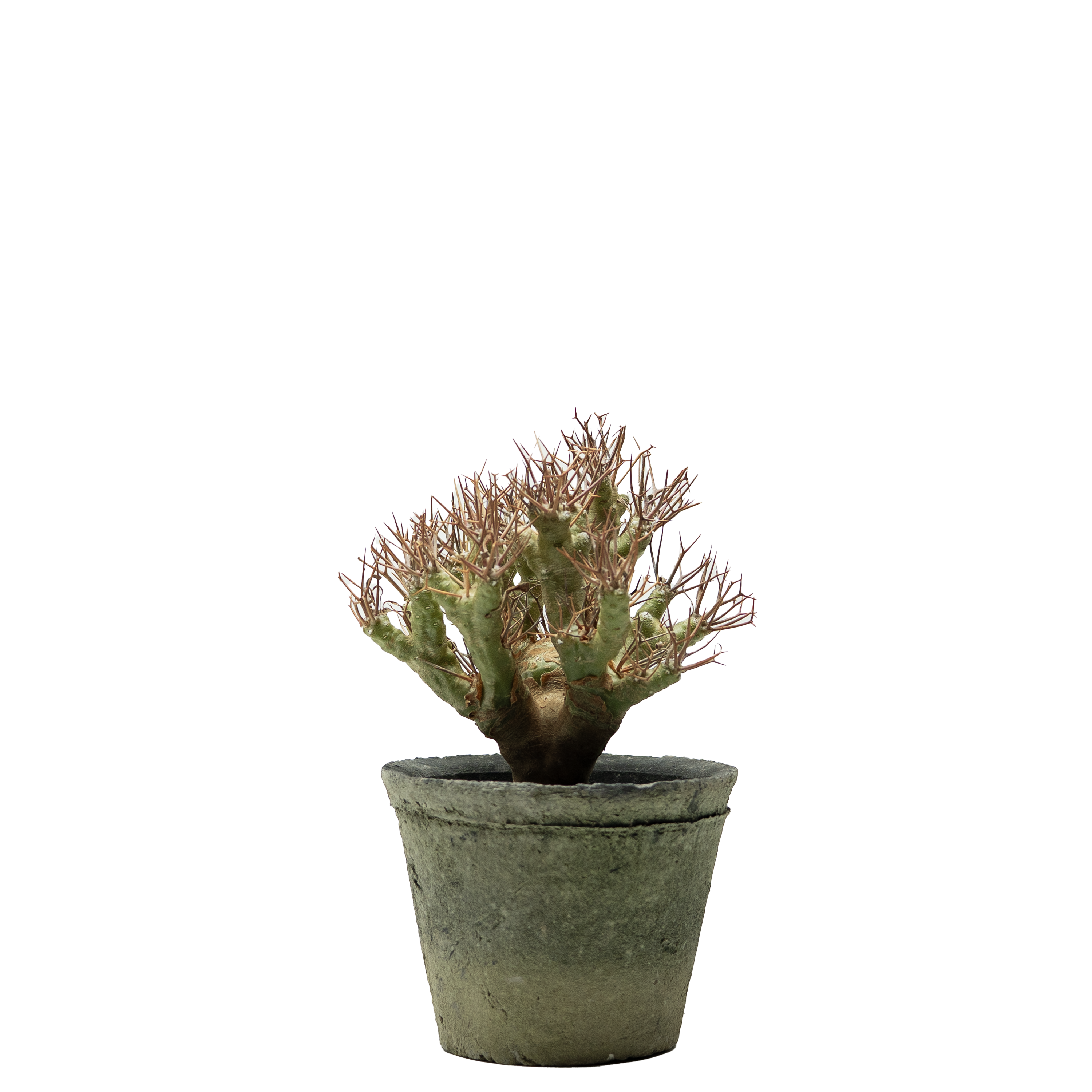othonna euphorbioides  • ②