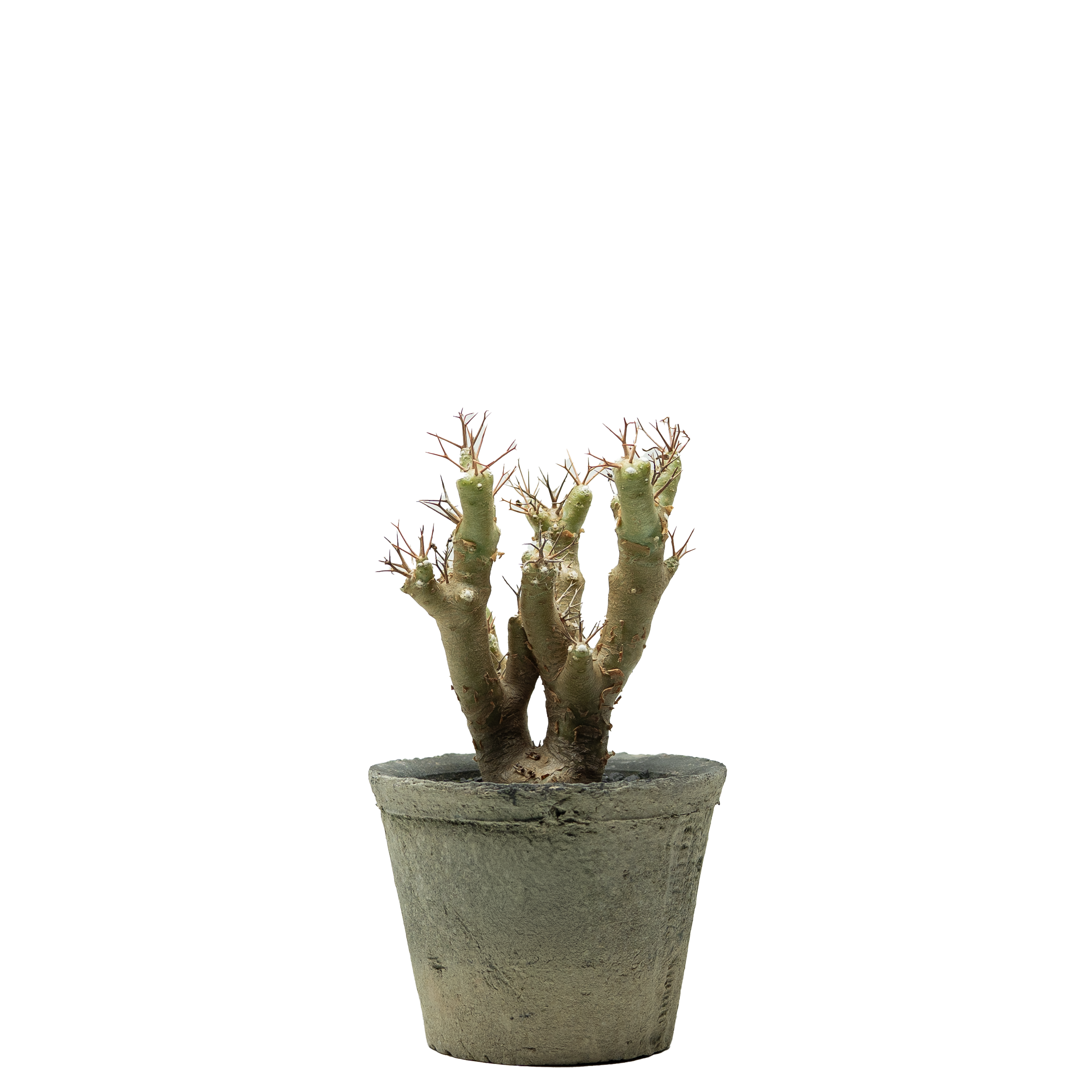 othonna euphorbioides  • ①