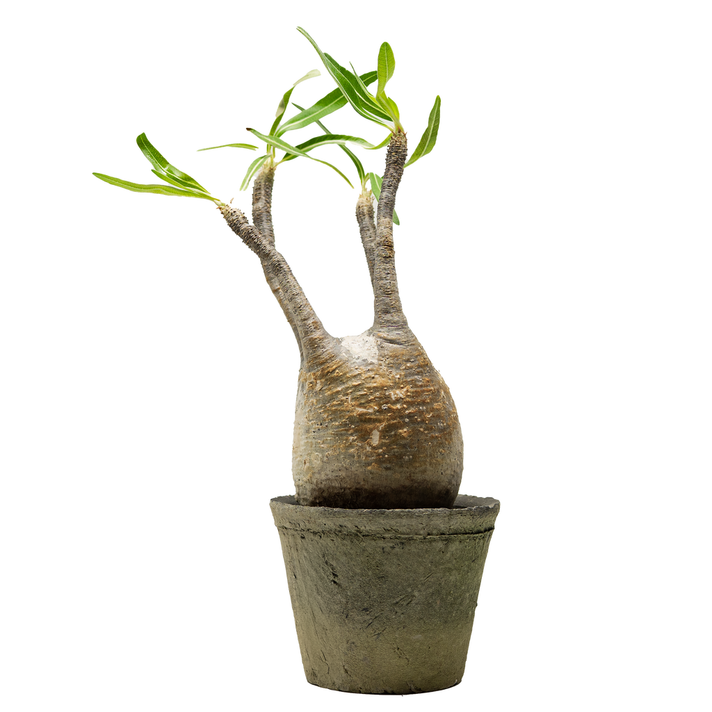 pachypodium gracilius • ⑥