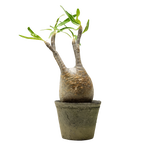 pachypodium gracilius • ⑥