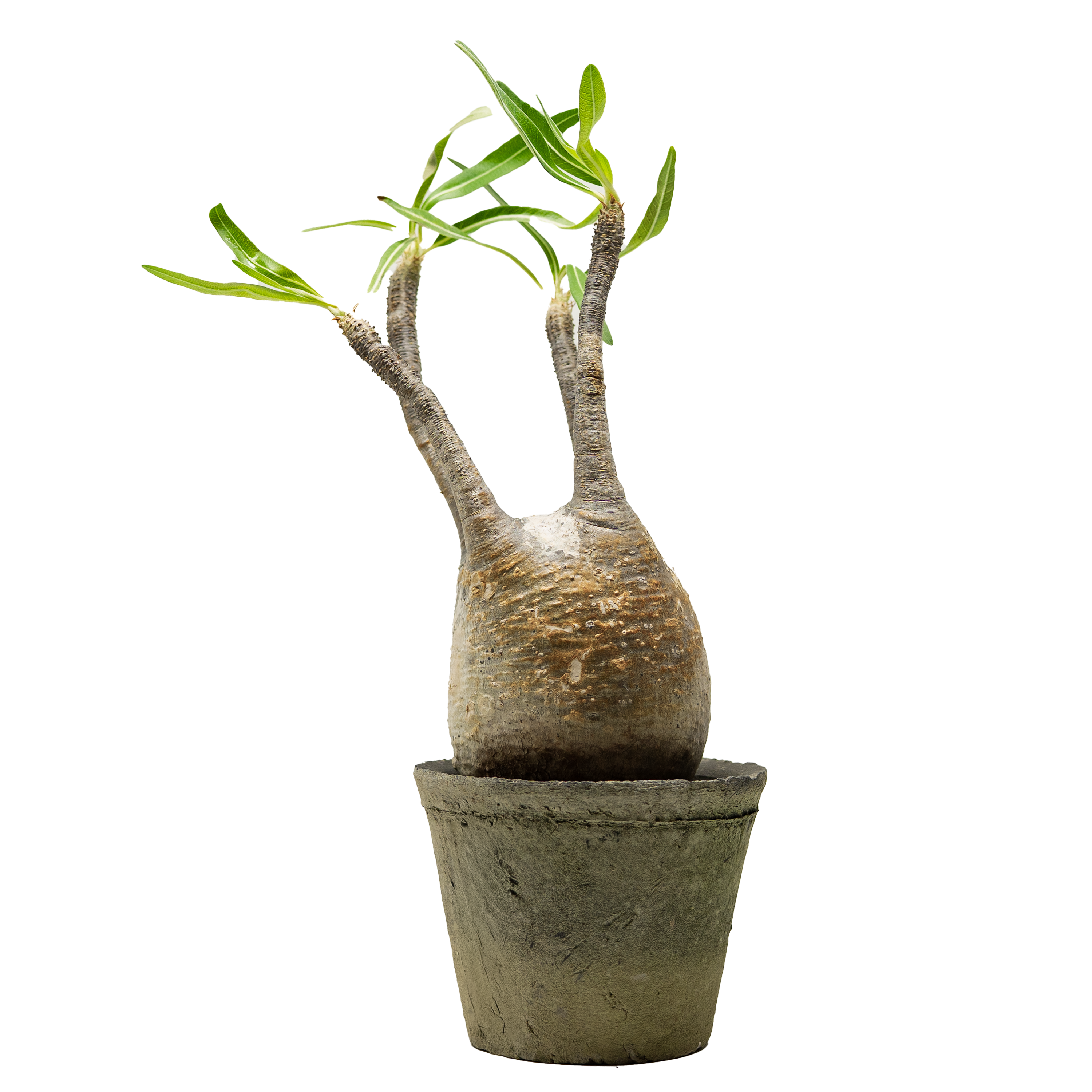 pachypodium gracilius • ⑥