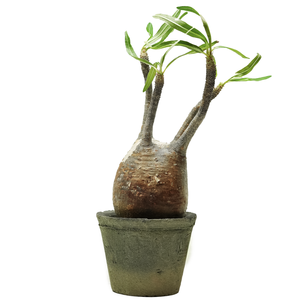 pachypodium gracilius • ⑥