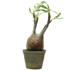 pachypodium gracilius • ⑥