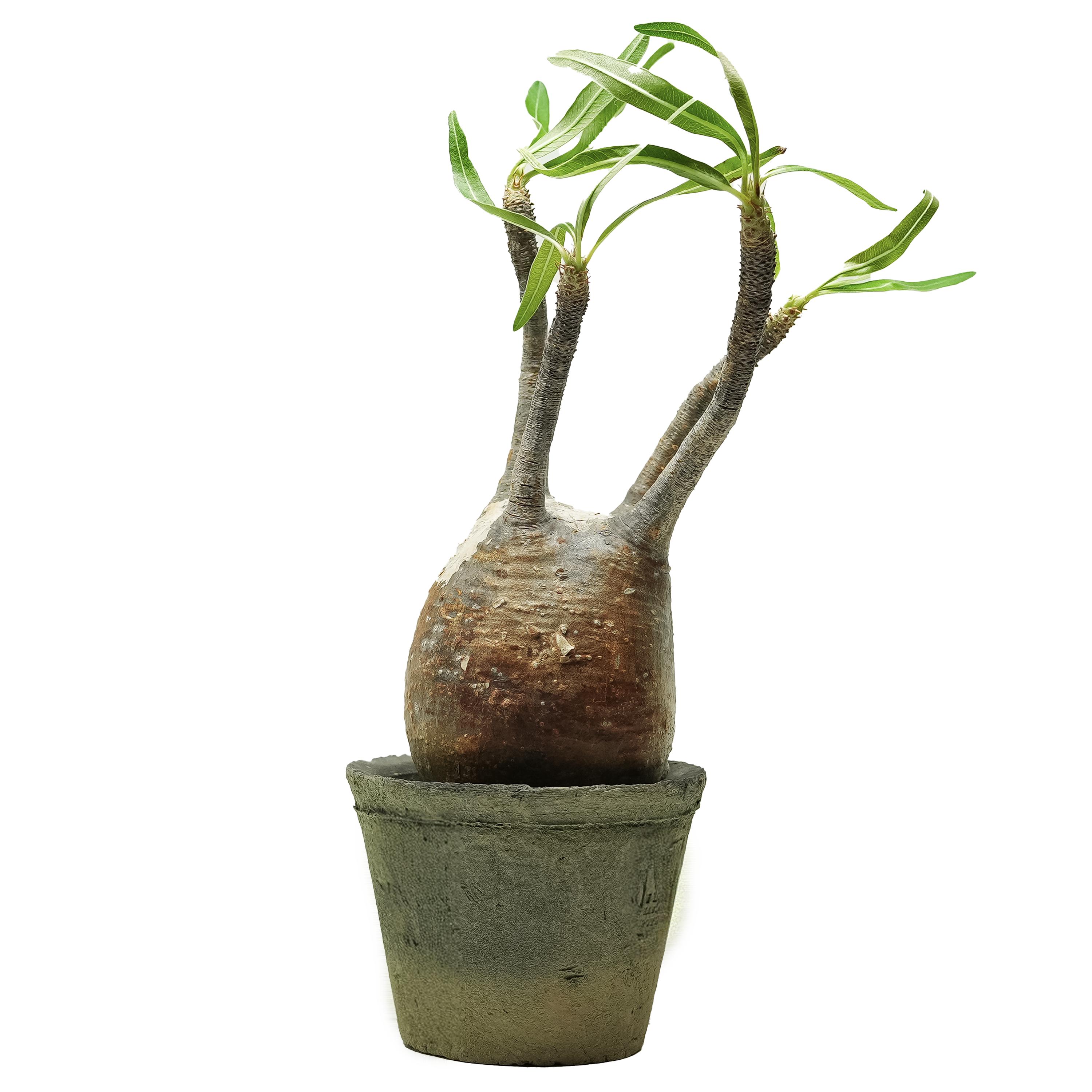 pachypodium gracilius • ⑥