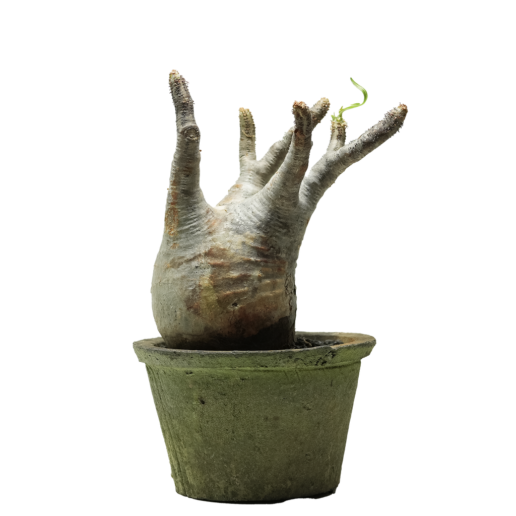 pachypodium gracilius • ⑩