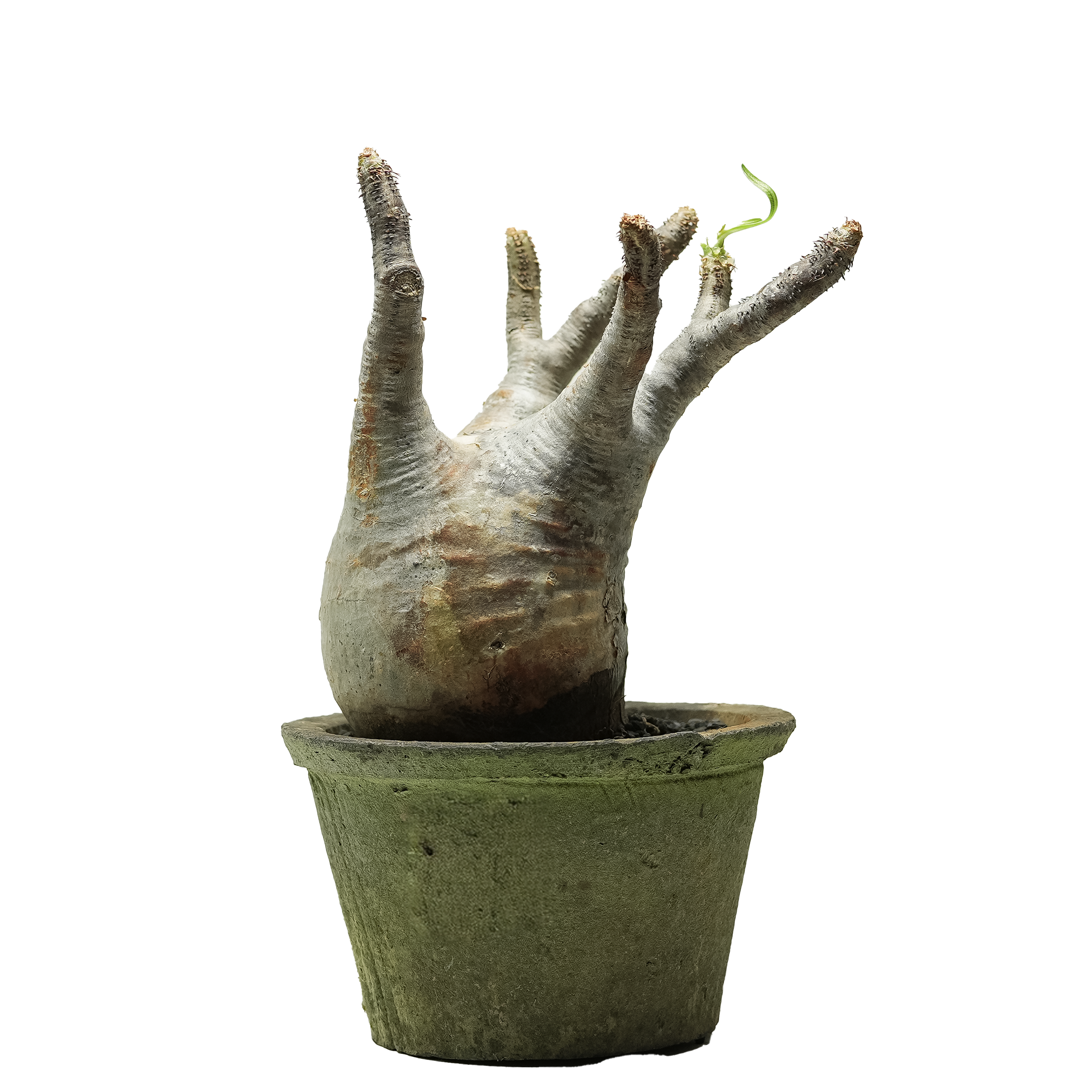 pachypodium gracilius • ⑩