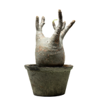 pachypodium gracilius • ⑩