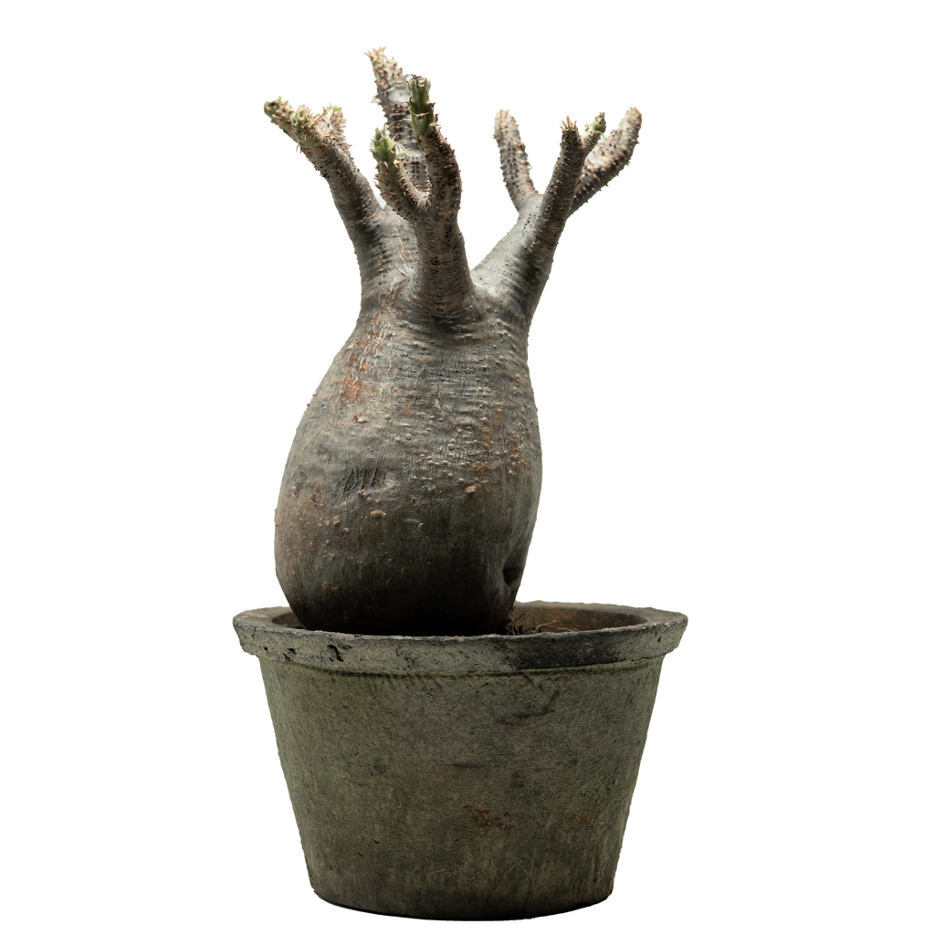 pachypodium gracilius • ⑨