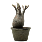 pachypodium gracilius • ⑨