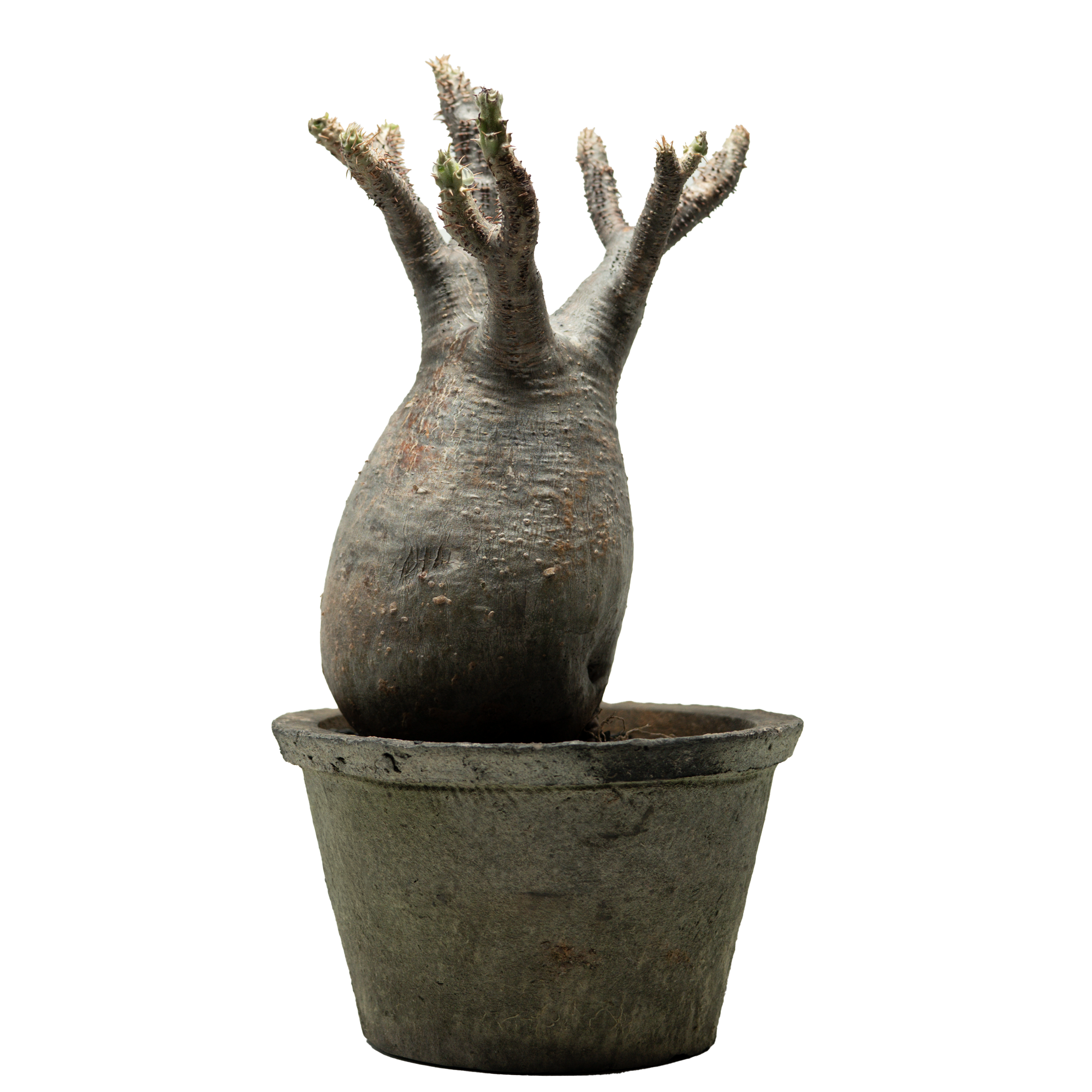 pachypodium gracilius • ⑨