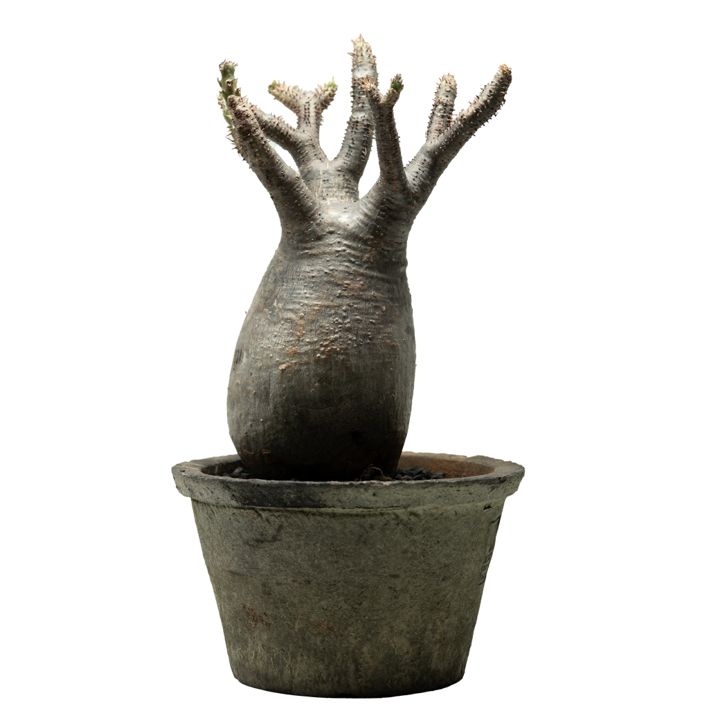 pachypodium gracilius • ⑨