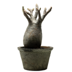 pachypodium gracilius • ⑨