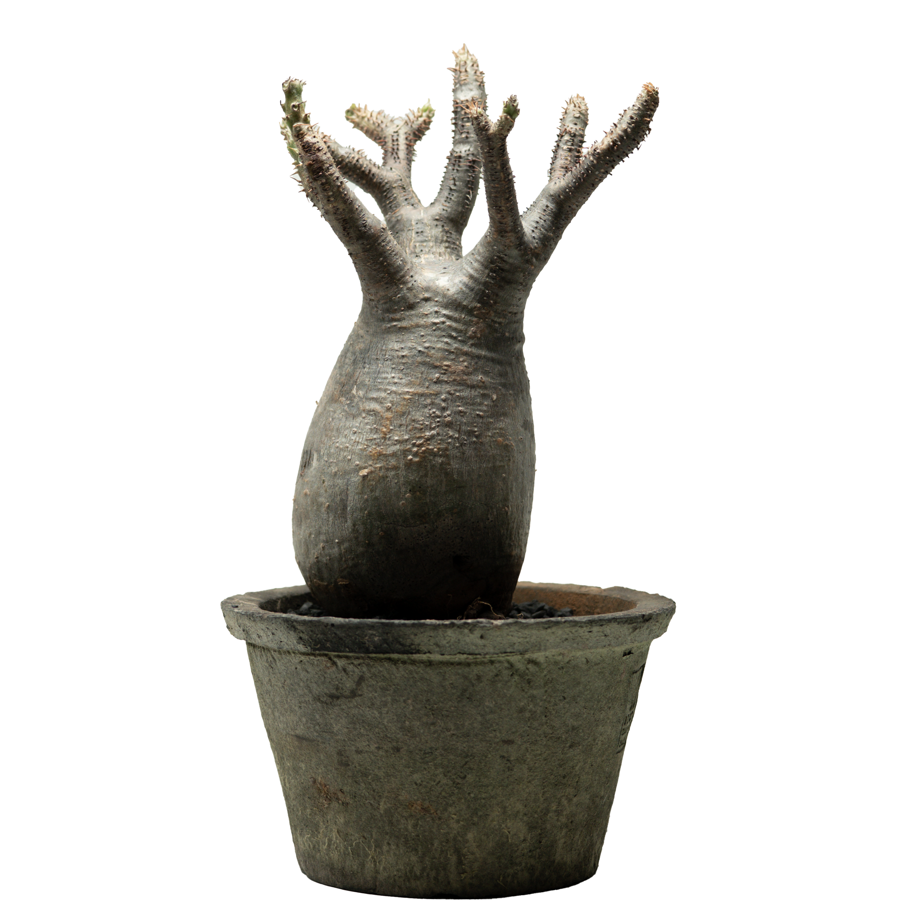 pachypodium gracilius • ⑨