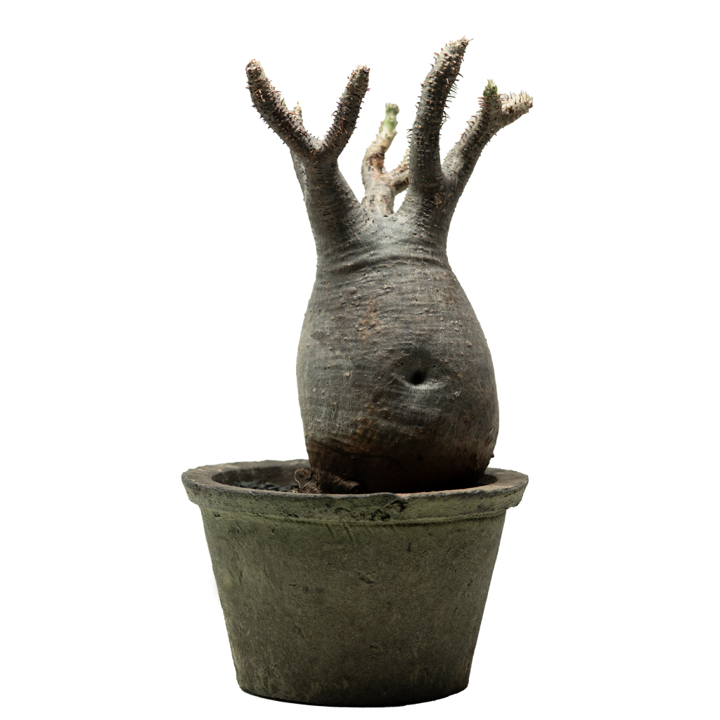 pachypodium gracilius • ⑨