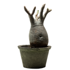 pachypodium gracilius • ⑨