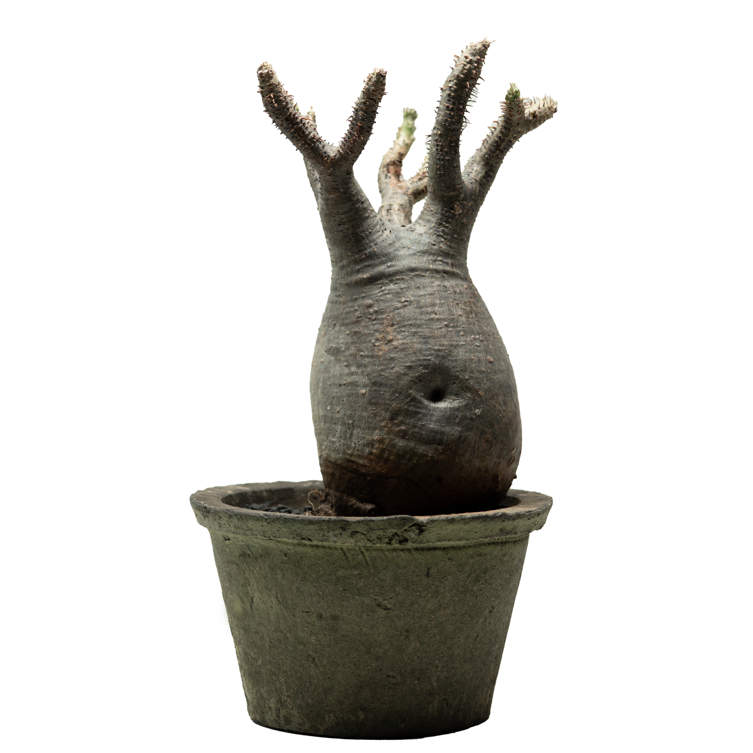 pachypodium gracilius • ⑨