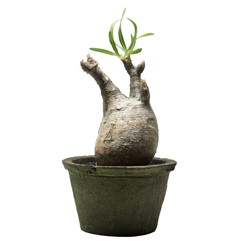 pachypodium gracilius • ⑧