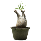 pachypodium gracilius • ⑧