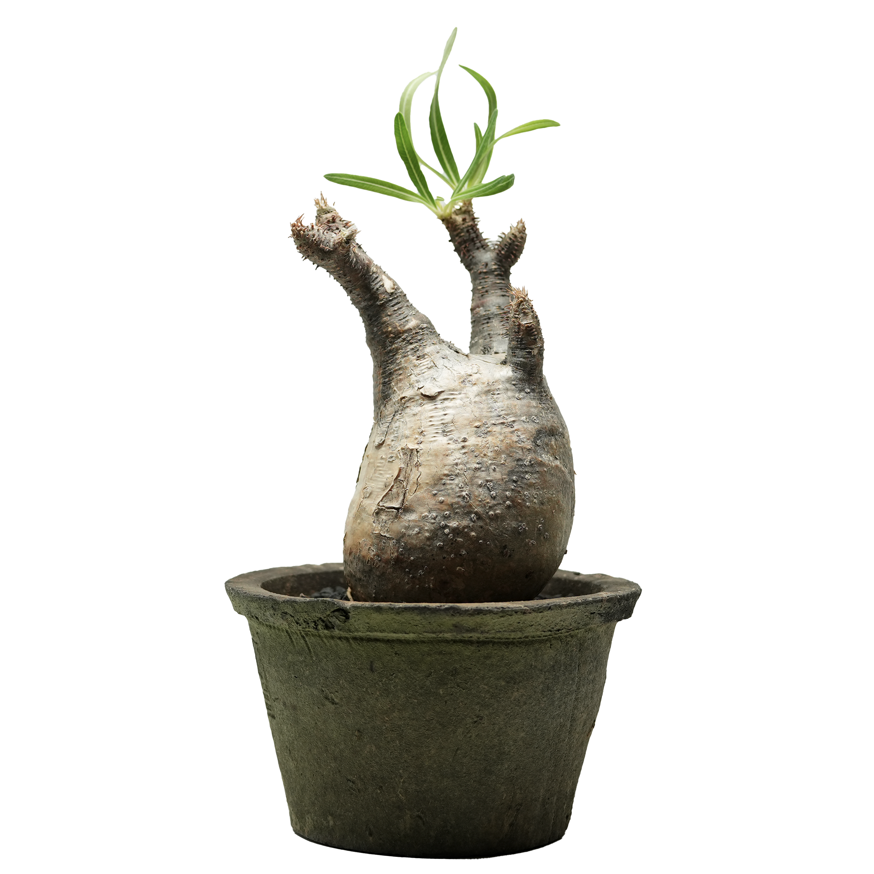 pachypodium gracilius • ⑧