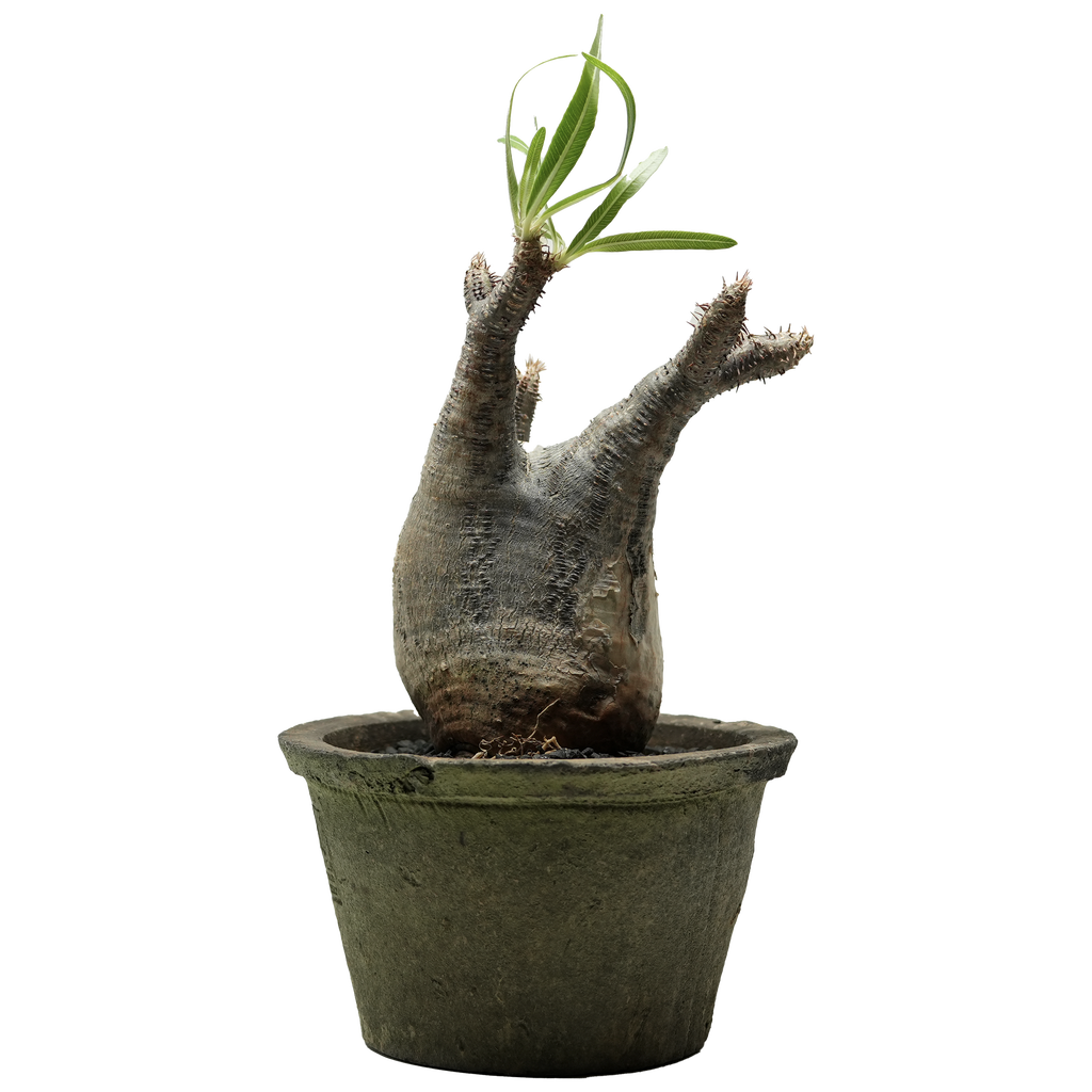 pachypodium gracilius • ⑧