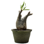 pachypodium gracilius • ⑧