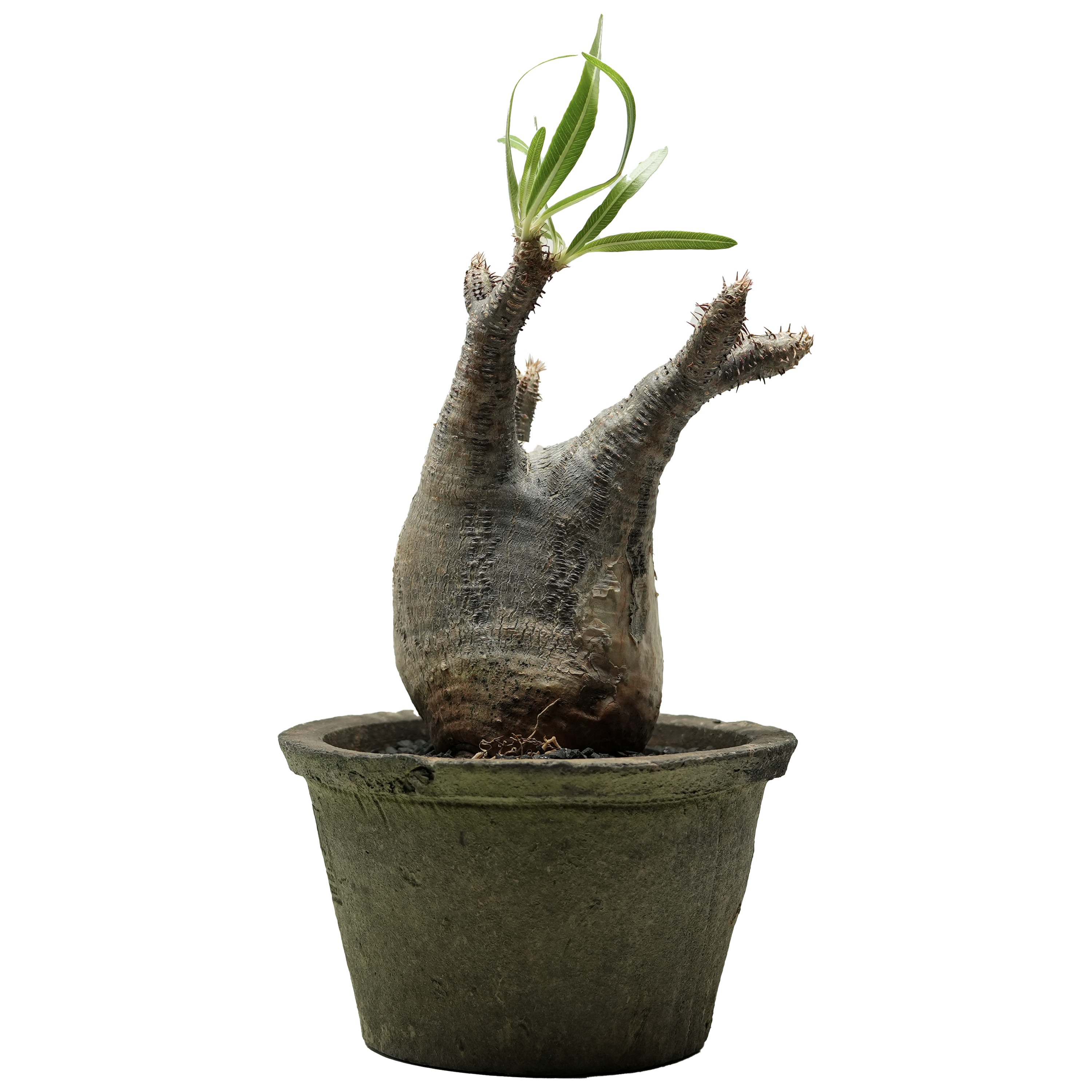 pachypodium gracilius • ⑧