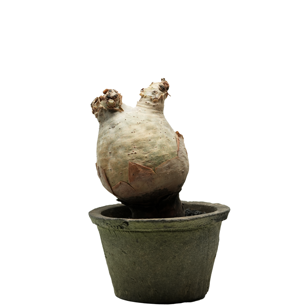cyphostemma uter • ③
