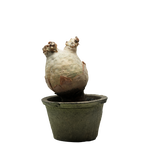 cyphostemma uter • ③