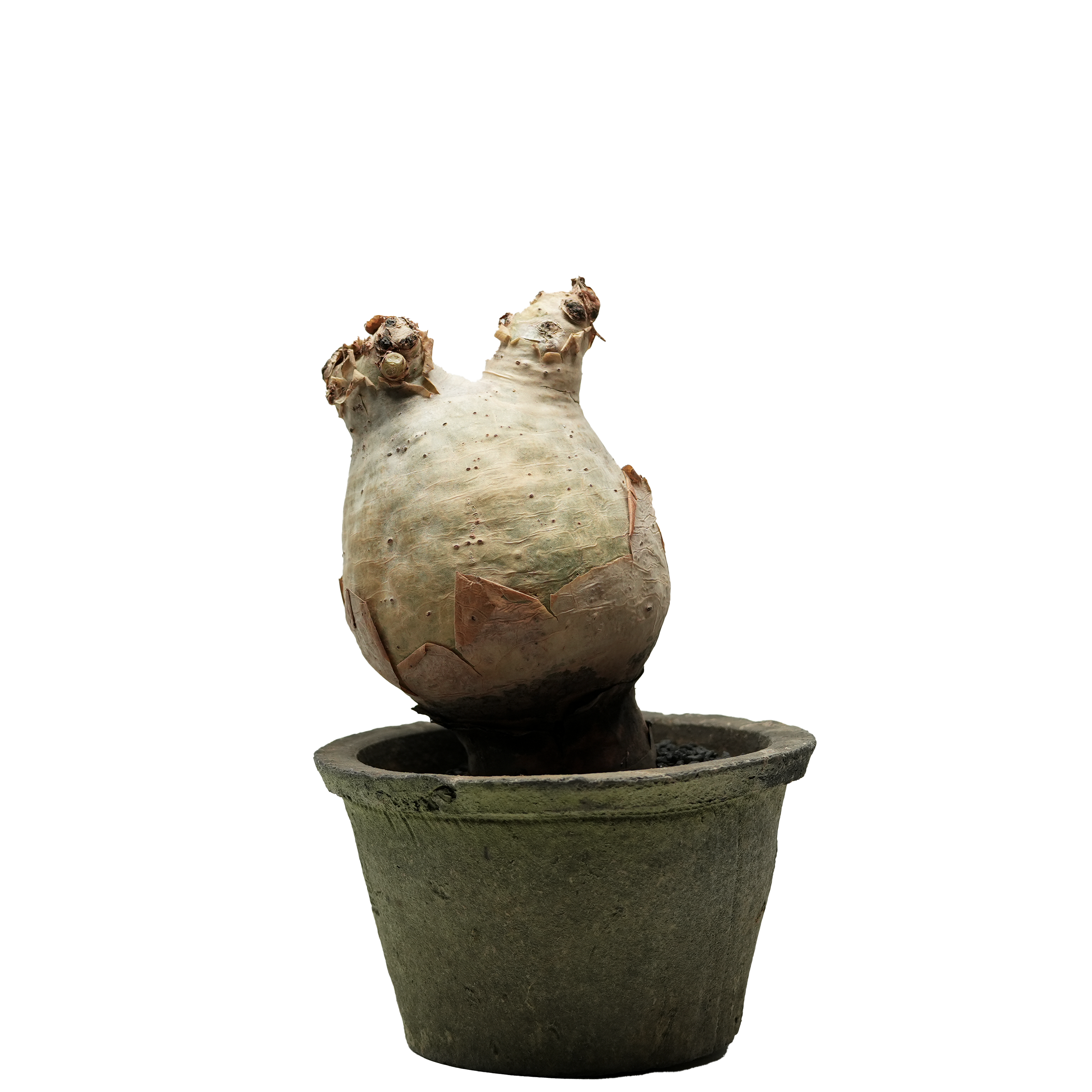 cyphostemma uter • ③