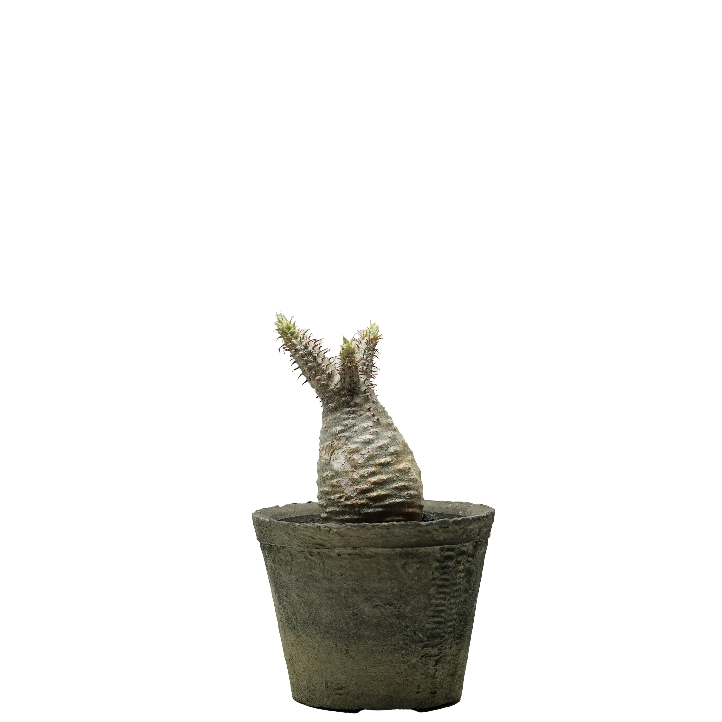 pachypodium gracilius • ①