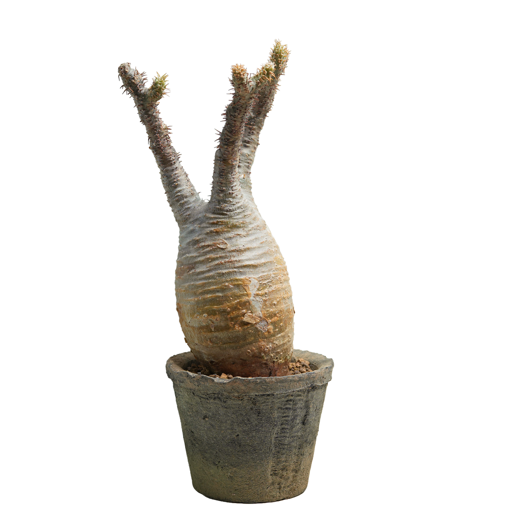 pachypodium gracilius • ⑬