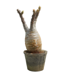 pachypodium gracilius • ⑬
