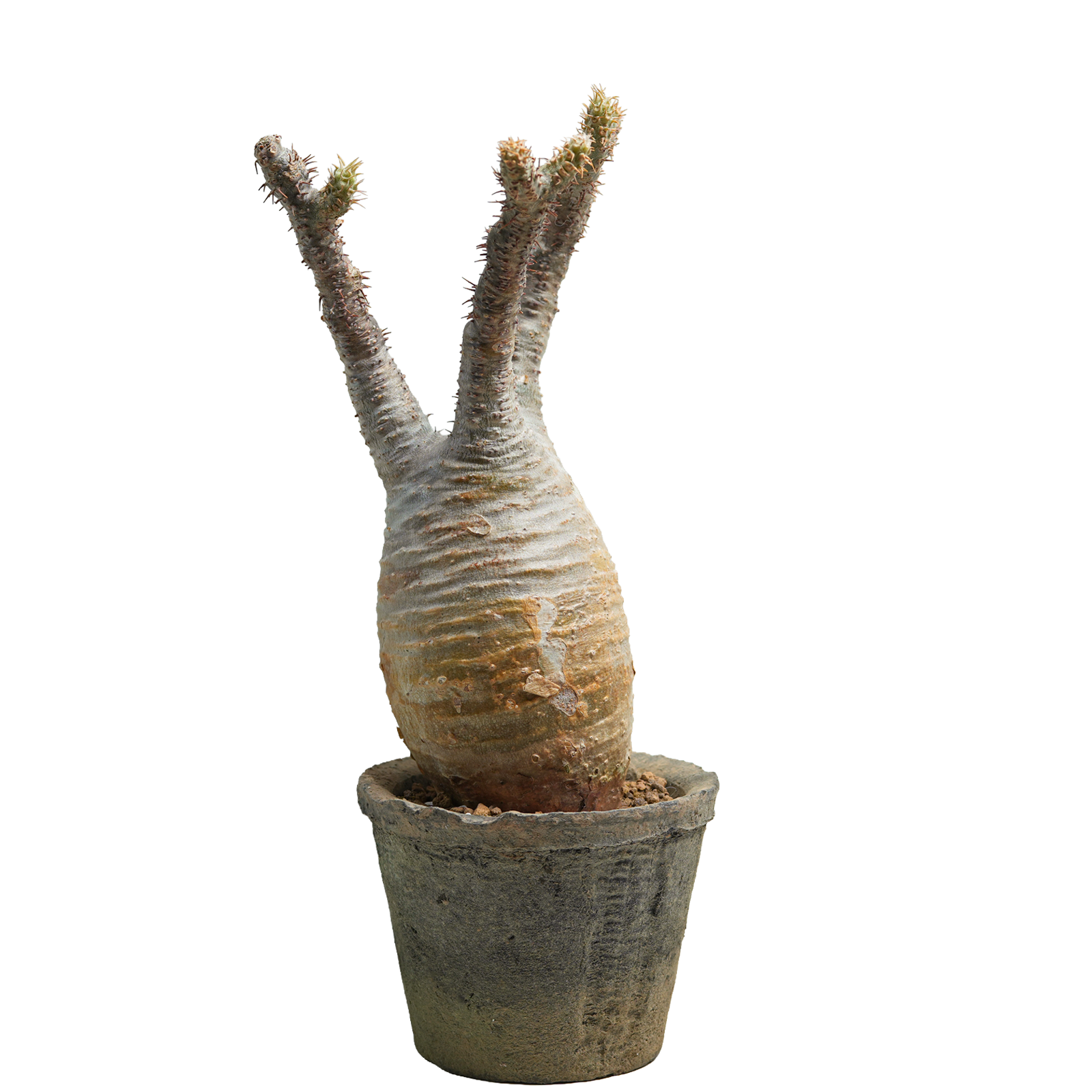 pachypodium gracilius • ⑬
