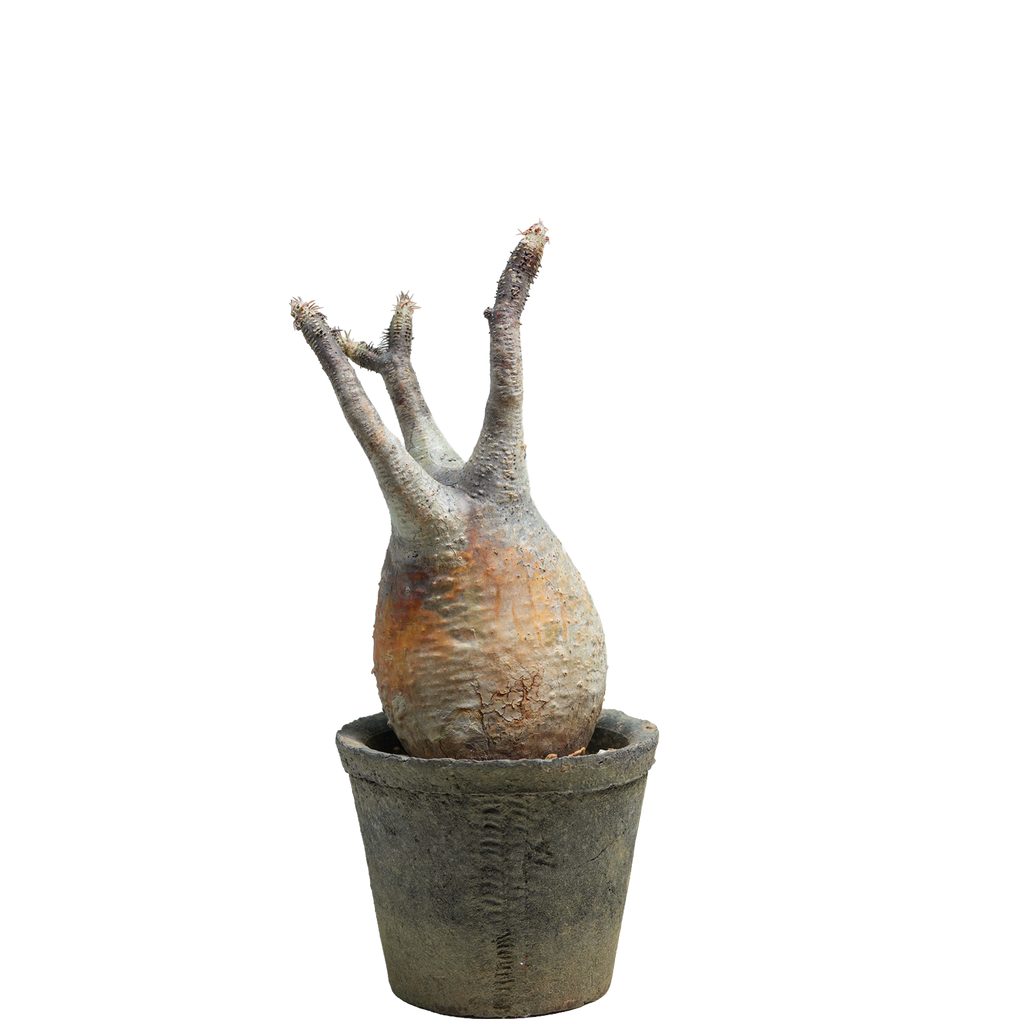 pachypodium gracilius • ⑪
