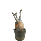 pachypodium gracilius • ⑪