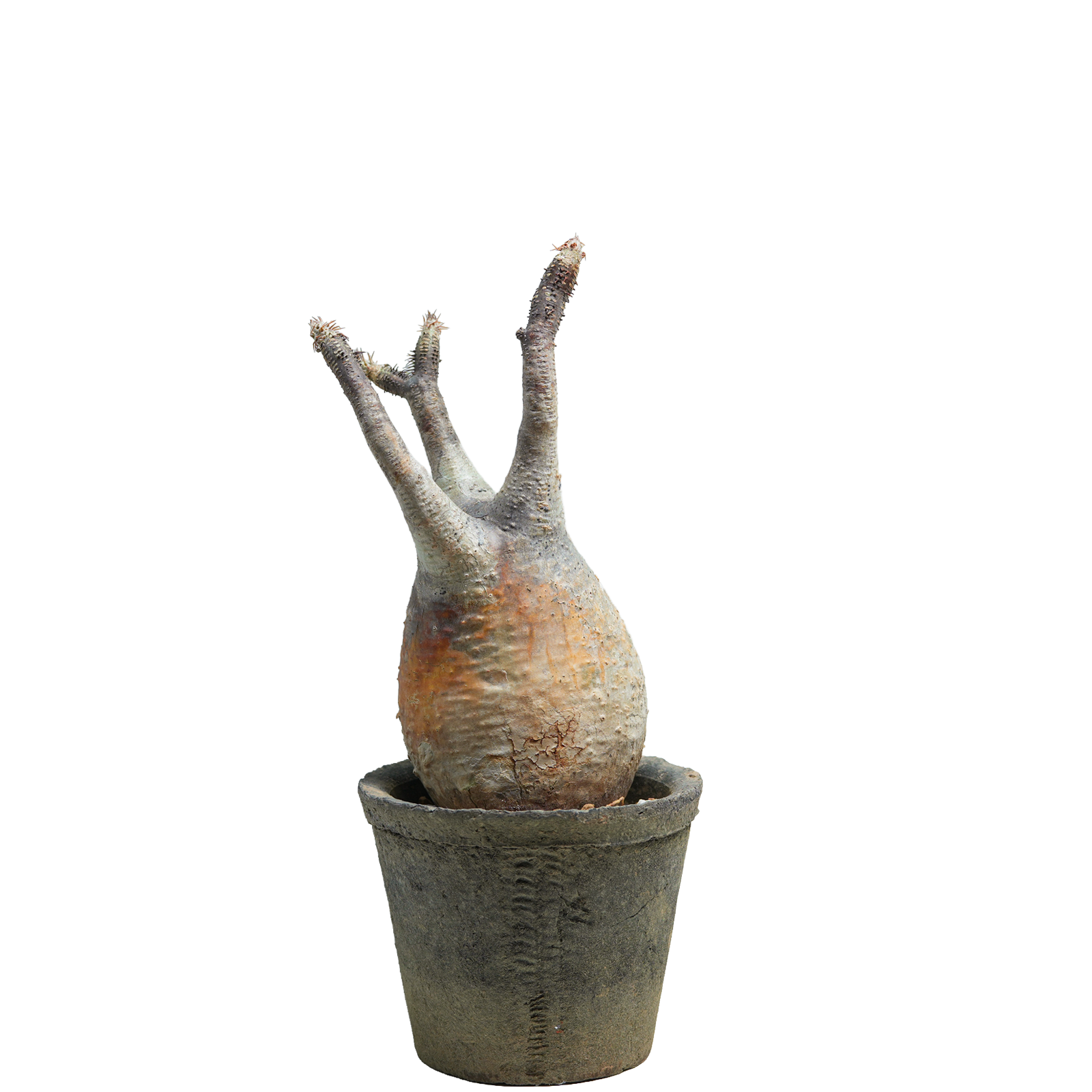 pachypodium gracilius • ⑪