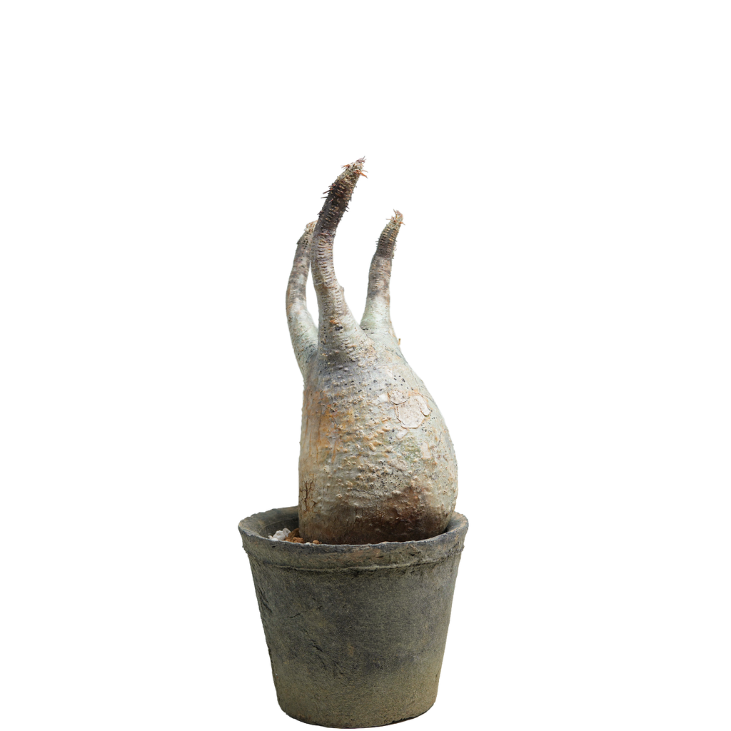 pachypodium gracilius • ⑪