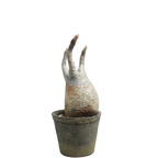 pachypodium gracilius • ⑪