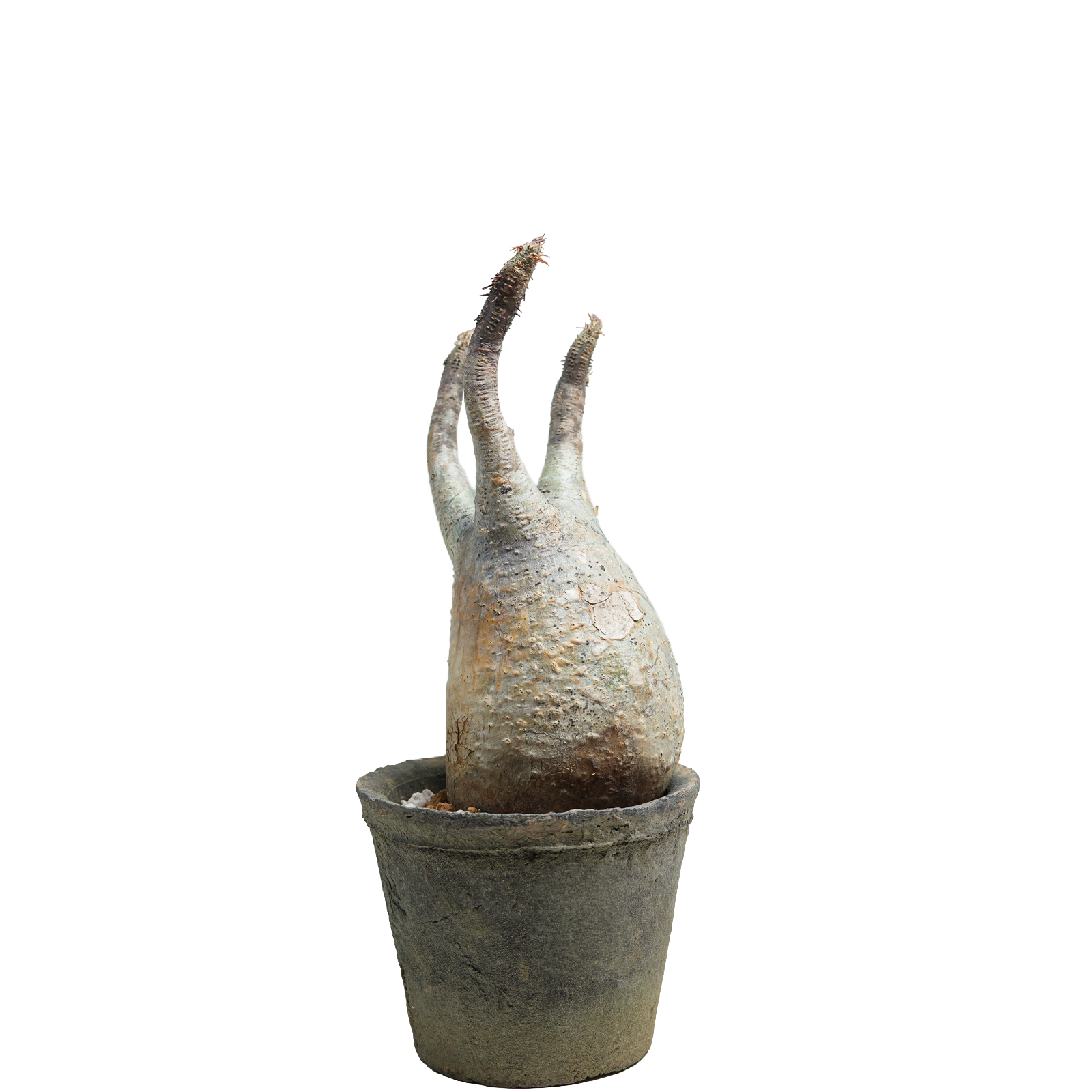 pachypodium gracilius • ⑪
