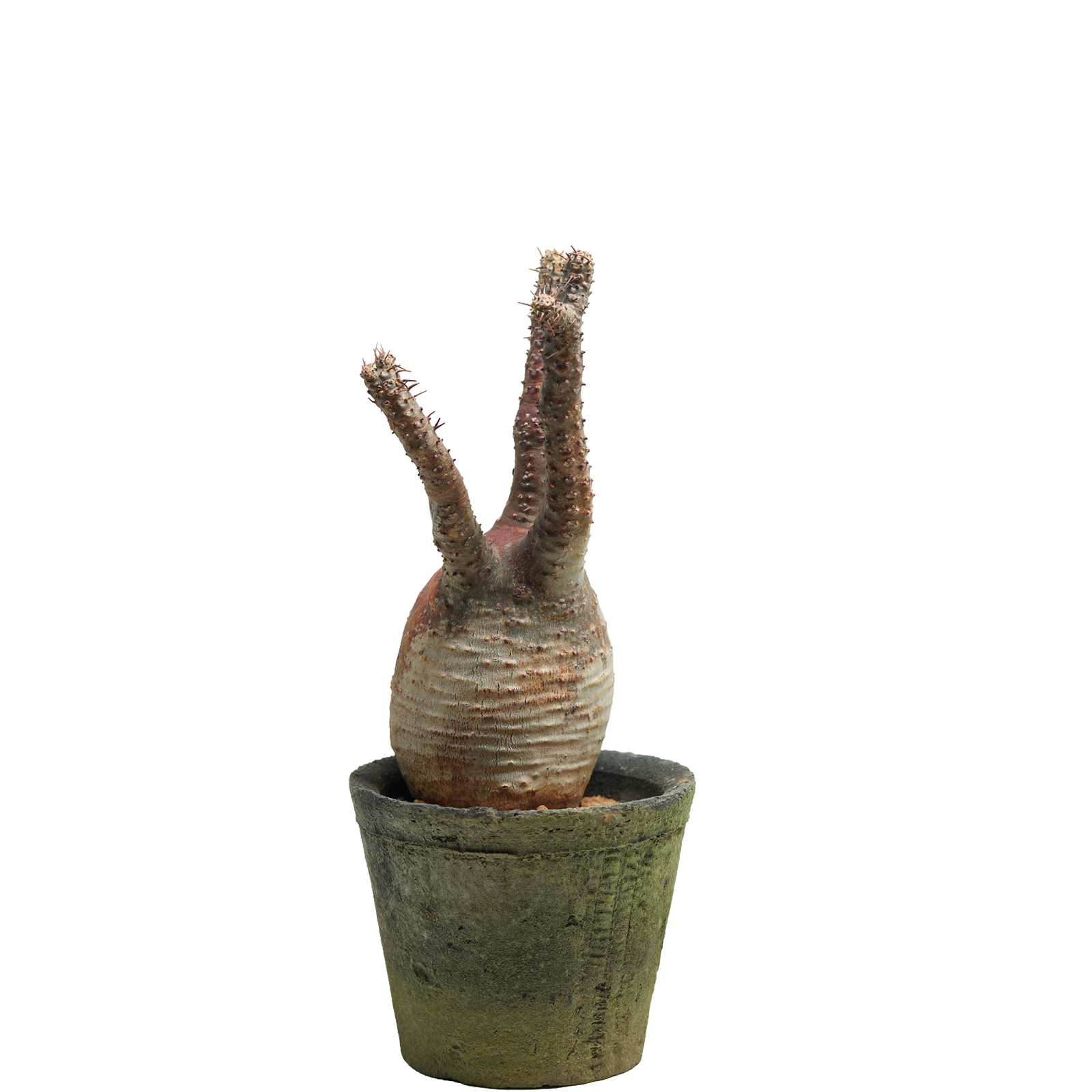 pachypodium gracilius • ⑫