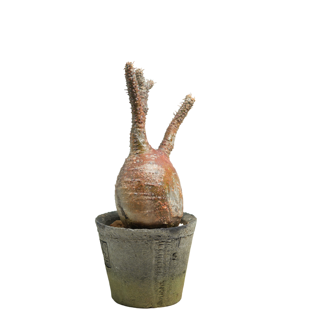 pachypodium gracilius • ⑫